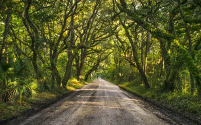 Moving to Edisto Island, South Carolina: Helpful Local Resources for Lowcountry Homeowners
