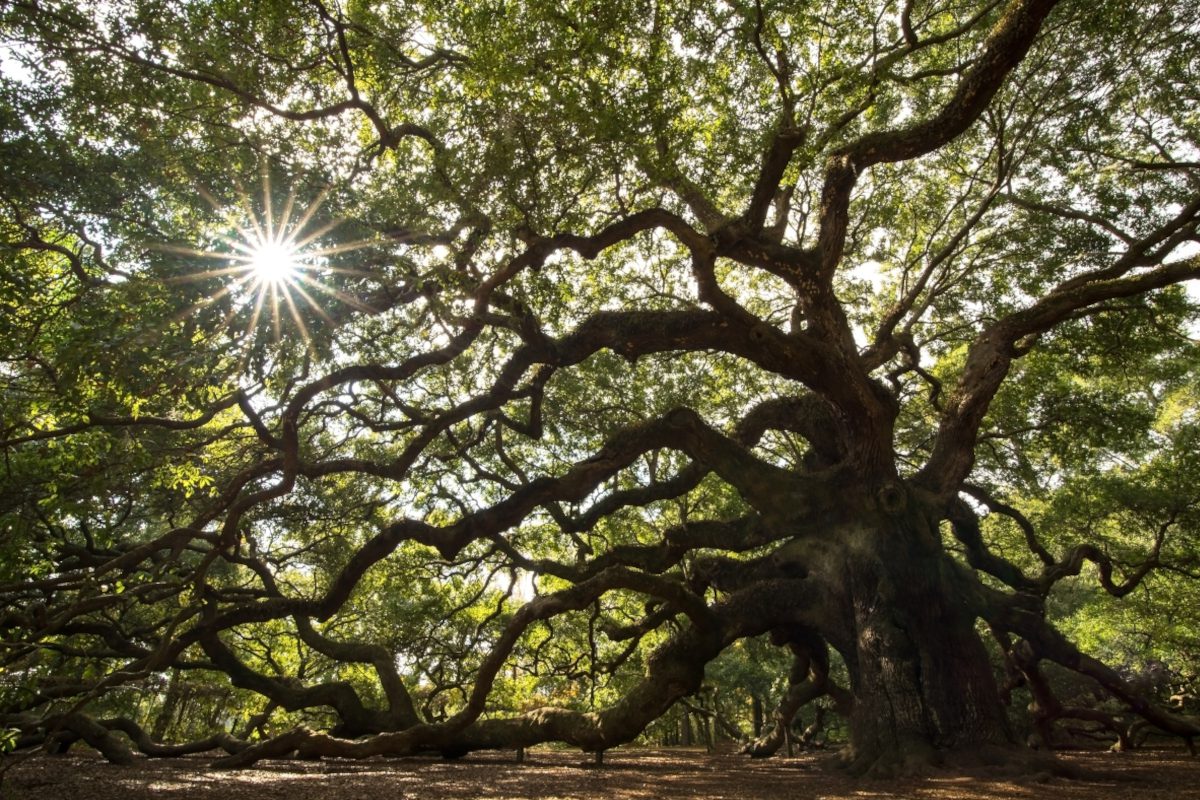 Is Johns Island A Good Place To Live In South Carolina? [Moving To